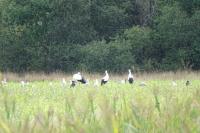 Ciconia ciconia
