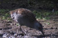 Rallus aquaticus