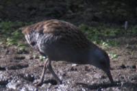 Rallus aquaticus