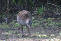 Rallus aquaticus