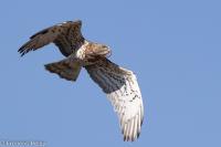 Circaetus gallicus