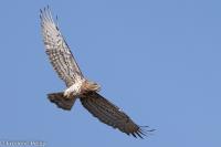 Circaetus gallicus