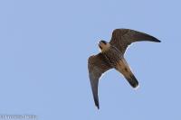 Falco subbuteo