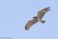 Circaetus gallicus
