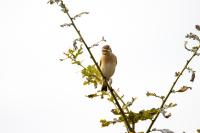 Saxicola rubetra