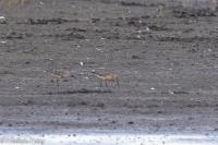 Calidris ferruginea