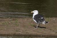 Larus marinus