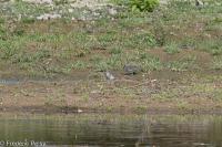 Calidris temminckii