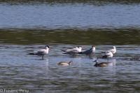 Hydroprogne caspia