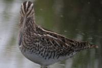 Gallinago gallinago