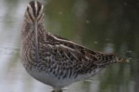 Gallinago gallinago