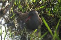 Rallus aquaticus