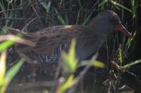 Rallus aquaticus