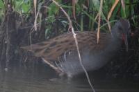 Rallus aquaticus