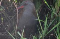 Rallus aquaticus
