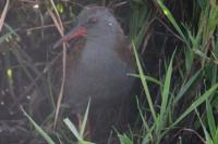 Rallus aquaticus