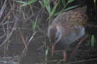 Rallus aquaticus