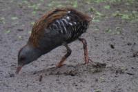 Rallus aquaticus