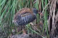 Rallus aquaticus