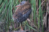 Rallus aquaticus