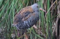 Rallus aquaticus