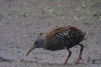 Rallus aquaticus