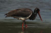 Ciconia nigra