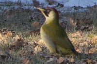Picus viridis