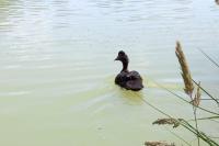 Cairina moschata