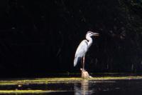 Ardea cinerea