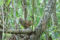 Troglodytes troglodytes