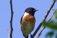 Saxicola rubicola