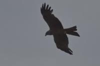 Milvus migrans