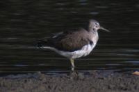 Tringa ochropus
