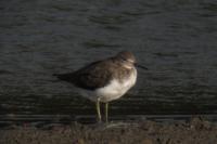 Tringa ochropus