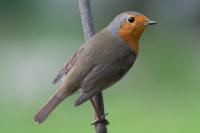 Erithacus rubecula