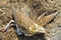 Turdus philomelos