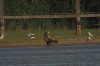 Haliaeetus albicilla