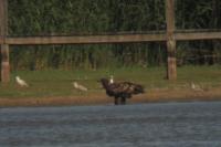 Haliaeetus albicilla