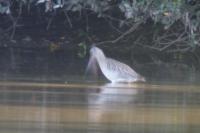 Limosa lapponica