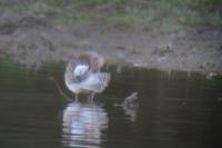 Limosa lapponica