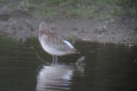 Limosa lapponica