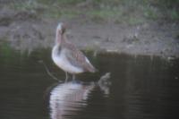Limosa lapponica