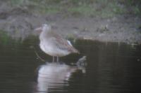 Limosa lapponica