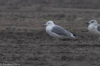 Larus cachinnans