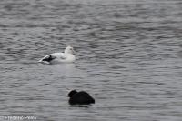 Fulica atra