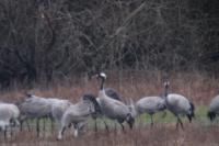 Grus grus