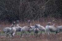 Grus grus