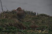 Limosa limosa