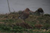 Limosa limosa